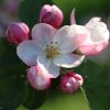Apfelblüten