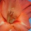 Blüte
