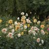 Dahlien