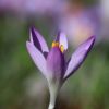 Krokus