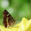 Schmetterling
