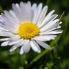 Gänseblümchen