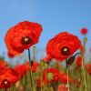 Mohn