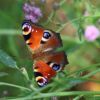 Schmetterling
