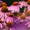 Echinacia