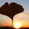 Ginkgo