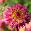 Dahlie