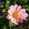 Dahlie und Knospe