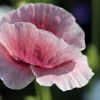 Mohn