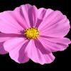 Cosmea