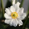 Blüte Blüte