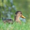 Ente
