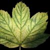 Blatt