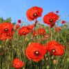 Mohn