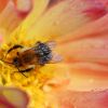 Hummel Hummel