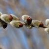 Weidenkätzchen