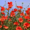 Mohn