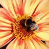 Hummel