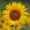 Sonnenblume
