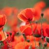 Mohn