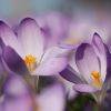 Krokusse