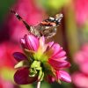 Schmetterling