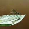 Libelle