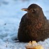 Amsel und Apfelfrühstück im Winter