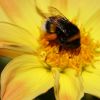 Hummel