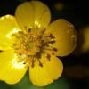 Butterblume