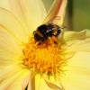 Hummel