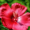 Blüte