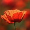 Mohn