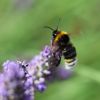 Hummel