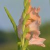 Gladiole