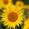 Sonnenblume