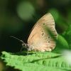 Schmetterling