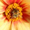 Hummel