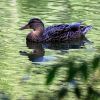Ente