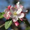 Apfelblüte