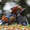 Enten