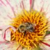 Hummel