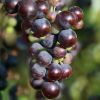 Trauben