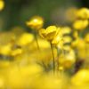 Blumenwiese