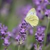 Schmetterling