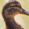 Ente