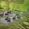 Enten