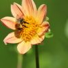 Hummel