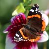 Schmetterling