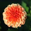 Dahlie